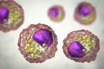 Células de espuma de macrófagos contendo gotículas lipídicas, ilustração digital . — Fotografia de Stock
