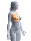 Женская анатомическая модель с желтыми и видимыми легкими, компьютерная иллюстрация . — стоковое фото