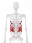 Esqueleto humano com músculo oblíquo externo vermelho detalhado, ilustração digital . — Fotografia de Stock