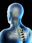 Lymphknoten des männlichen Halses und Kopfes, Computerillustration. — Stockfoto