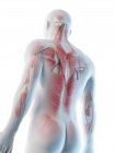 Мужские мышцы спины, вид с низкого угла, компьютерная иллюстрация
. — стоковое фото