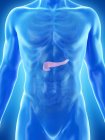 Anatomia del pancreas maschile, illustrazione al computer . — Foto stock