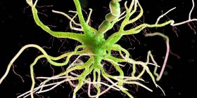 Célula nerviosa de color verde sobre fondo oscuro, ilustración digital
. - foto de stock
