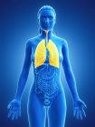 Modello anatomico femminile con polmoni gialli colorati e visibili, illustrazione al computer
. — Foto stock