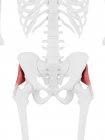 Esqueleto humano com músculo glúteo mínimo vermelho detalhado, ilustração digital . — Fotografia de Stock