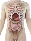 Realistic human body model showing male anatomy with internal organs behind ribs, digital illustration. — Stock Photo