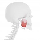 Human skeleton with red colored Masseter superior muscle, digital illustration. — Stock Photo
