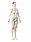 Abstract female model with visible skeleton and lymphatic system, computer illustration. — Stock Photo