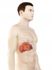 Anatomia do fígado em silhueta corporal masculina, ilustração digital . — Fotografia de Stock