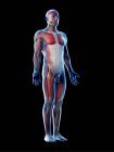 Modello del corpo umano che mostra anatomia maschile e sistema muscolare, illustrazione digitale . — Foto stock