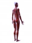 Estrutura realista da musculatura feminina, ilustração digital . — Fotografia de Stock