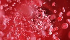 Eritrocitos y leucocitos células sanguíneas en los vasos sanguíneos humanos, ilustración digital . - foto de stock