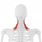 Esqueleto humano com vermelho colorido Levator músculo escapular, ilustração digital . — Fotografia de Stock
