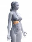 Silhouette femminile con fegato dettagliato su sfondo bianco, illustrazione al computer
. — Foto stock