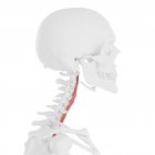 Скелет людини з червоним кольором Longus Colli м'язи, цифрова ілюстрація. — стокове фото