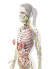 Жіноча анатомія верхнього тіла та внутрішні органи, комп'ютерна ілюстрація.. — стокове фото