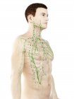 Анатомічна чоловіча модель, що показує лімфатичну систему, цифрова ілюстрація . — стокове фото