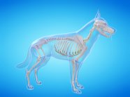 Silhouette pour chien avec squelette visible sur fond bleu, illustration numérique . — Photo de stock