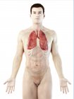 Polmoni in anatomia del corpo maschile, illustrazione al computer . — Foto stock