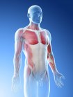 Мужская анатомия и мышцы верхней части тела, компьютерная иллюстрация . — стоковое фото