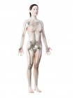Esqueleto feminino e ligamentos em corpo transparente, ilustração computacional . — Fotografia de Stock