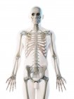 Silhouette maschile con ossa visibili nella parte superiore del corpo, illustrazione al computer . — Foto stock