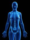 Женский скелет в прозрачном силуэте корпуса, цифровая иллюстрация
. — стоковое фото