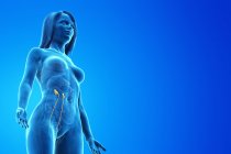Uretère visible dans le corps féminin abstrait, illustration par ordinateur . — Photo de stock