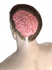 Анатомия мужского тела с видимым мозгом, цифровая иллюстрация . — стоковое фото