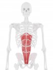Scheletro umano con muscolo retto addominale di colore rosso, illustrazione digitale . — Foto stock