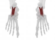 Человеческий скелет с красным цветом плантаций Quadratus мышцы, цифровая иллюстрация
. — стоковое фото