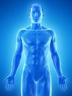 Modello del corpo umano che dimostra l'anatomia maschile su sfondo blu, illustrazione digitale . — Foto stock