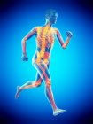 Помаранчевий кольоровий скелет чоловічої бігунки в дії, цифрова ілюстрація . — стокове фото