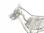 Dog silhouette with visible skeleton on white background, digital illustration. — Stock Photo