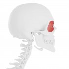 Скелет людини з червоним кольором Orbicularis оклюзійні м'язи, цифрова ілюстрація. — стокове фото