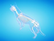 Hundesilhouette mit sichtbarem Skelett auf blauem Hintergrund, digitale Illustration. — Stockfoto