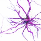 Cellula nervosa colorata rosa su sfondo bianco, illustrazione digitale . — Foto stock