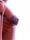 Anatomie von Brustimplantaten im weiblichen Körper 3D-Modell, digitale Illustration. — Stockfoto