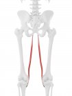 Menschliches Skelett mit detailliertem roten Grazilis-Muskel, digitale Illustration. — Stockfoto