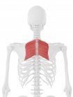 Ромбоїдні м'язи в кістках спини людини, комп'ютерна ілюстрація . — стокове фото
