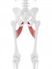 Parte del esqueleto humano con músculo rojo aductor brevis detallado, ilustración digital
. - foto de stock
