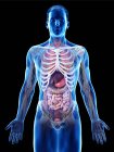 Реалістична модель тіла людини показує чоловічу анатомію з внутрішніми органами позаду ребер, цифровою ілюстрацією. — стокове фото
