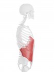 Человеческий скелет с подробным красным внешним косой мышцей, цифровая иллюстрация
. — стоковое фото