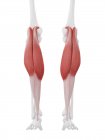 Parte del esqueleto humano con músculo Gastrocnemio rojo detallado, ilustración digital . - foto de stock
