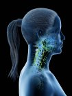 Vista lateral del sistema linfático femenino de cabeza y cuello, ilustración digital . - foto de stock