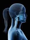 Жіноча голова і шия анатомія і скелет, комп'ютерна ілюстрація . — стокове фото