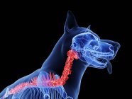 Silhouette pour chien avec colonne vertébrale de couleur rouge sur fond noir, illustration numérique
. — Photo de stock