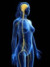 Абстрактный женский силуэт с видимым мозгом и спинным мозгом нервной системы, компьютерная иллюстрация . — стоковое фото