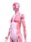 Structure réaliste de la musculature féminine, illustration numérique
. — Photo de stock