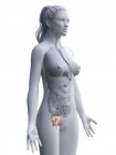 Abstrakter weiblicher Körper mit sichtbarem Uterus, digitale Illustration. — Stockfoto